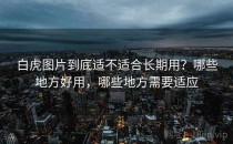 白虎图片到底适不适合长期用？哪些地方好用，哪些地方需要适应